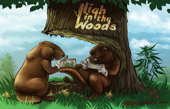 high in the woods sm